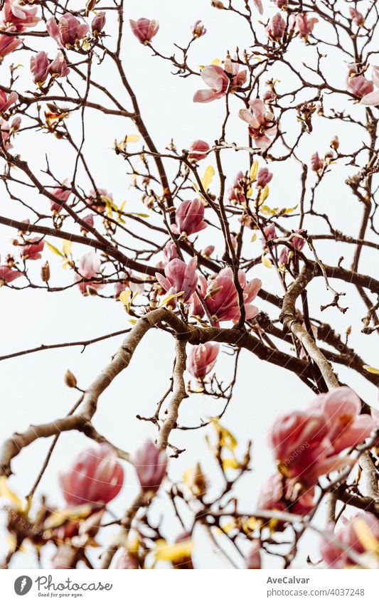 Hintergrund von Baum mit blühenden Blumen während des Frühlings mit einem hellen Himmel Pflanze Natur Blütezeit Schönheit Saison schön Blütenblatt frisch
