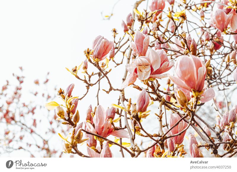 Hintergrund von Baum mit blühenden Blumen während des Frühlings mit einem hellen Himmel Pflanze Natur Blütezeit Schönheit Saison schön Blütenblatt frisch