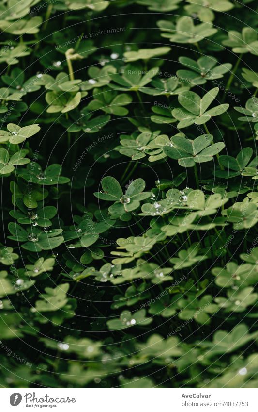 Ein Hintergrund von einer Gruppe von grünen Blumen mit Wassertropfen und starken Schatten im Frühling Pflanze Natur Blütezeit Schönheit Saison schön Blütenblatt