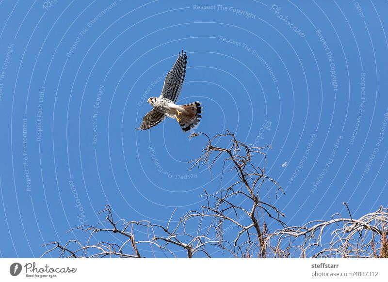 Fliegender weiblicher südöstlicher amerikanischer Turmfalke falco sparverius paulus, mit ausgebreiteten Flügeln fliegen Flügelspannweite Buntfalke Falken