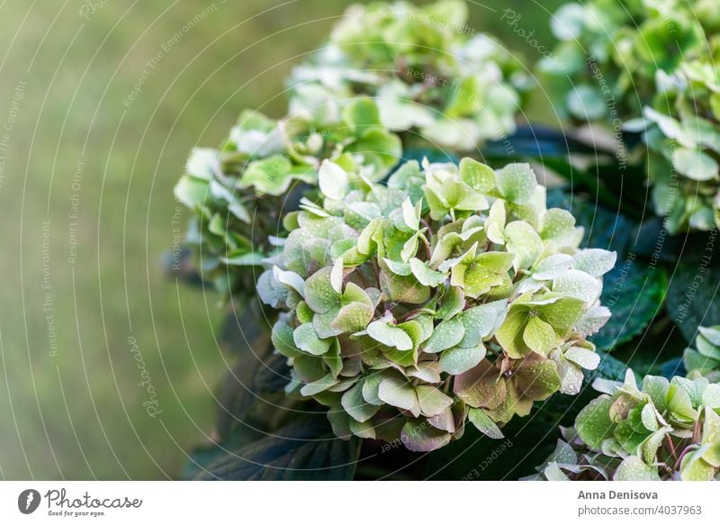 Grüne Hortensienblüten im Garten Blatt Blume Pflanze Buchse August Juli Blütezeit blau Postkarte Feier Nahaufnahme farbenfroh England Flora geblümt frisch grün