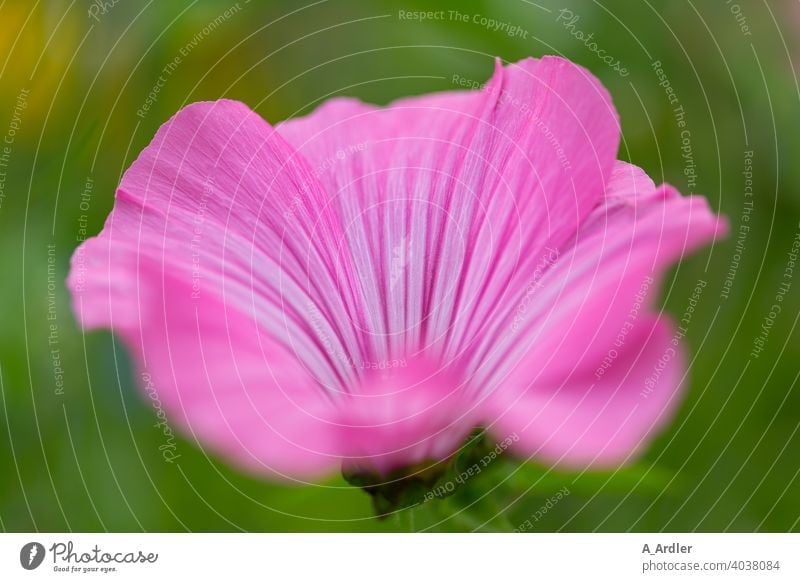 Rosa Bechermalve (Lavatera trimestris) / Strauchmalve / Malve Blumen Macro Makro Makroaufnahmen Pflanzen Malvengewächse Malvenart Malvenbluete Natur Sommer
