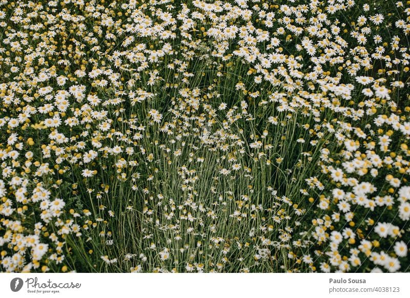 Wildes Gänseblümchenfeld Frühling Frühlingsgefühle Blick von oben Menschenleer Blühend Wiese Blüte Pflanze Außenaufnahme Gras Blume Natur Farbfoto Nahaufnahme