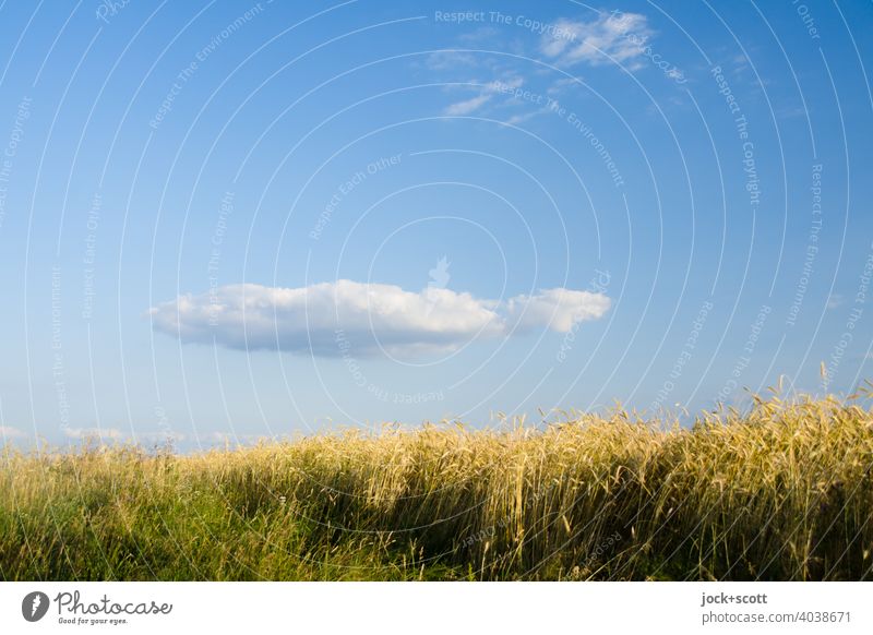 langsam ziehende Wolke über Getreidefeld Natur Sommer Schönes Wetter Nutzpflanze Feld authentisch Leichtigkeit Sonnenlicht Landwirtschaft Weizen Blauer Himmel