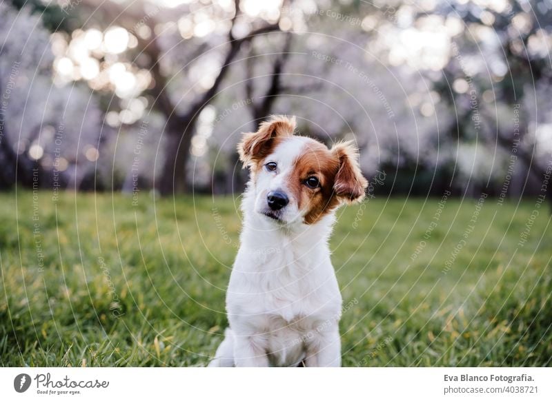 Porträt von schönen Jack Russell Hund im Park bei Sonnenuntergang. Blüte und Frühling jack russell Natur niedlich klein gehorsam Gras freundlich Spaß attraktiv