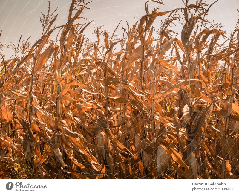 Feld mit Maispflanzen und reifen Maiskolben leuchtet goldgelb im Sonnenlicht. feld Maisfeld Getreide Nutzpflanze Pflanzen ländlich Nahrung Landwirtschaft