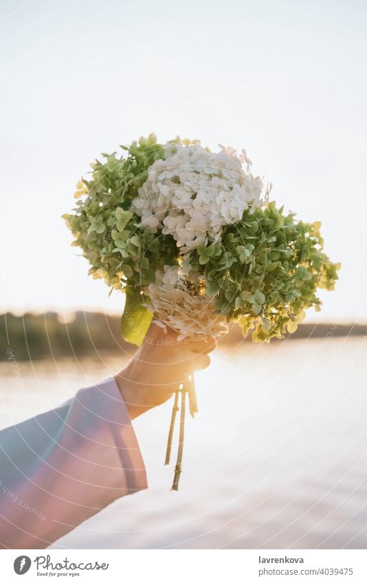 Nahaufnahme der weiblichen Hand hält Hortensienblüten in den Sonnenuntergang im Freien Blumenstrauß frisch Haufen zeigend geblümt Person schön Blumenhändler