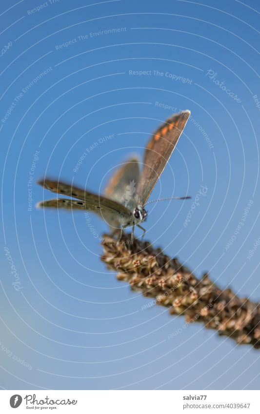 kleiner Falter sitzt mit geöffneten Flügeln auf einer Gräserblüte und genießt die Sonnenwärme himmelblau Schmetterling Bläuling Makroaufnahme Natur 1 Insekt