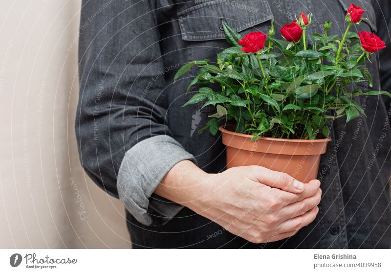 Nahaufnahme von leuchtend roten Blumen in einem Topf in den Händen eines professionellen Floristen. Roséwein Hand Frau Haus Pflanze geblümt Laden Arbeit