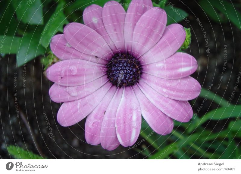 Aus dem Garten Blüte Blume rosa Wassertropfen zart violett nass Natur schön