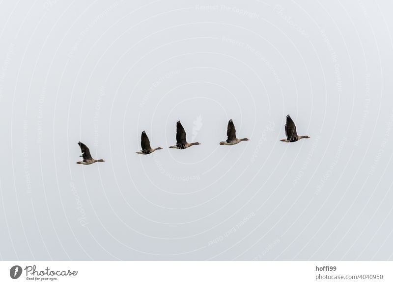 Graugänse in diagonalere Formation vor weißem Himmel Graugans Zugvogel weißer Hintergrund Wildtier Vogel Tiergruppe Schwarm Gans fliegen Vogelschwarm Vogelzug
