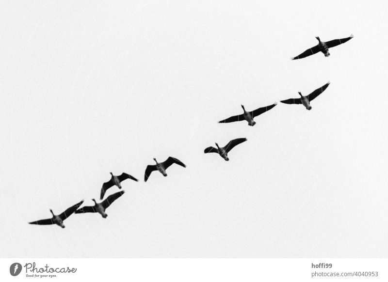 Graugänse in diagonalere Formation vor weißem Himmel Graugans Zugvogel weißer Hintergrund Wildtier Vogel Tiergruppe Schwarm Gans fliegen Vogelschwarm Vogelzug