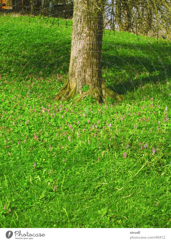 Frühling. Baum Blume Gras grün Wiese Baumstamm