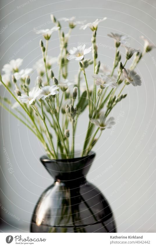 Weiße Blumen in Vase geblümt Objekt saisonbedingt im Innenbereich heimwärts Haus Textfreiraum horizontal natürlich Dekor Dekoration & Verzierung dekorativ Glas