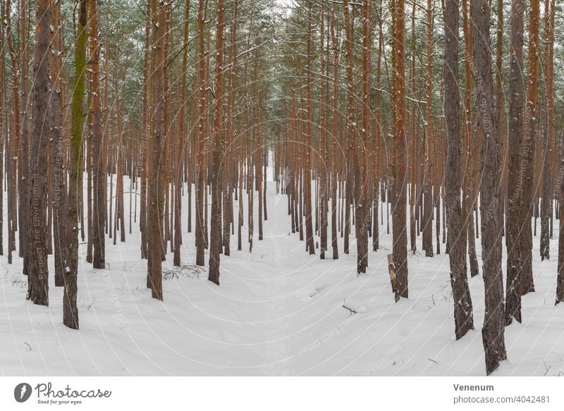 Schmaler Waldweg für Winterwanderungen in einem Kiefernwald, schneebedeckter Waldboden Schneise Wälder Baum Bäume Gras Ast Niederlassungen Natur Holzfällerei
