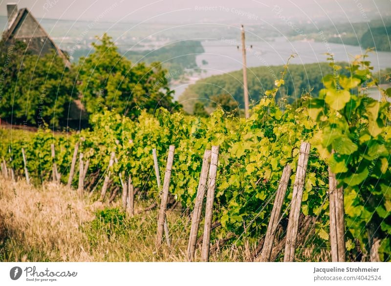 Weinberge mit Blick auf den Rhein, Bingen am Rhein, Deutschland weinanbau weinanbaugebiet Weingut mittelrhein Mittelrheintal Reben grün Pflanze Weintrauben