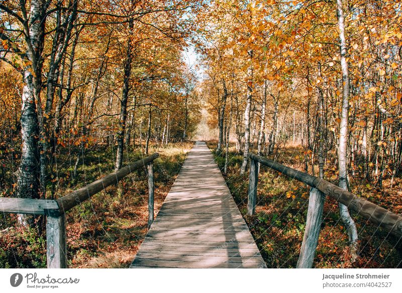 Rotes Moor im Herbst, Rhön, Deutschland Hochmoor Herbstfarben Holzsteg Bohlenpfad UNESCO-Biosphärenreservat Naturschutzgebiet Karpatenbirken Birke Birkenwald