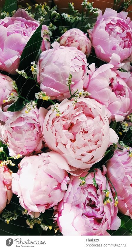 Eleganter Strauß von vielen rosa Pfingstrosen, Haufen von frischen schönen rosa Pfingstrosenblüten in voller Blüte, Nahaufnahme, Ansicht von oben. Blumige Sommertextur für den Hintergrund. Frühling blüht.