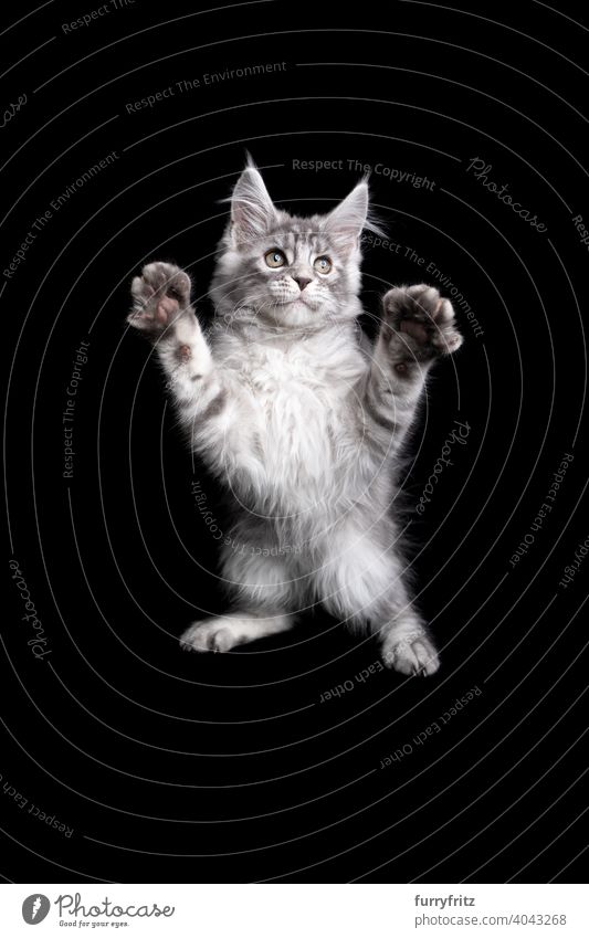 spielendes Maine Coon Kätzchen, das sich auf einem schwarzen Hintergrund aufbäumt Katze Katzenbaby schwarzer Hintergrund Textfreiraum ausschneiden vereinzelt