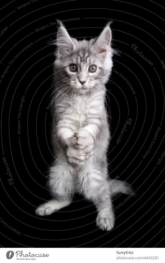 lustige maine coon Kätzchen spielen Klatschen oder Falten der Hände wie ein Gebet Katze Katzenbaby schwarzer Hintergrund Textfreiraum ausschneiden vereinzelt