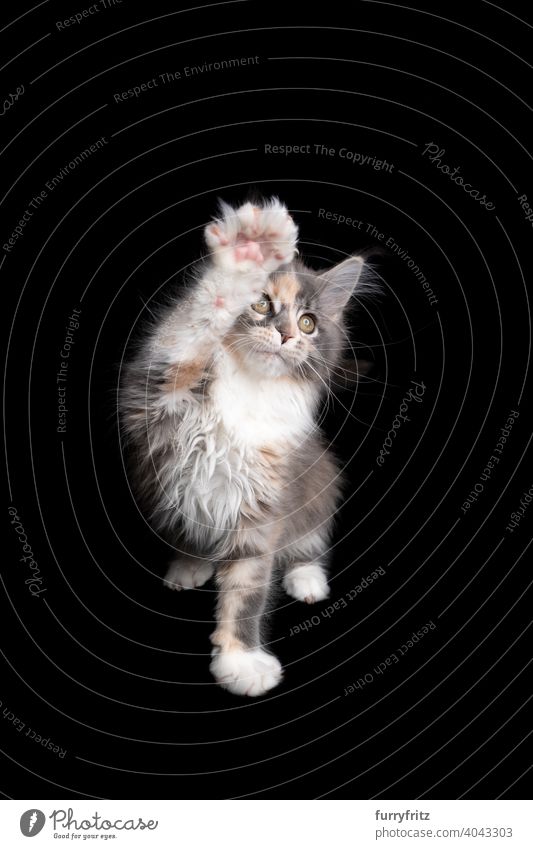 spielerische calico maine coon Kätzchen heben Pfote wie es ist winken Hände auf schwarzem Hintergrund Katze Katzenbaby schwarzer Hintergrund Textfreiraum