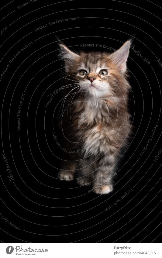 niedlich calico maine coon Kätzchen Porträt auf schwarzem Hintergrund Katze Katzenbaby schwarzer Hintergrund Textfreiraum ausschneiden vereinzelt Ein Tier