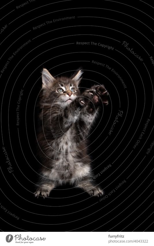 niedlichen maine coon Kätzchen spielen stehend auf den Hinterbeinen heben beide Pfoten auf schwarzem Hintergrund Katze Katzenbaby schwarzer Hintergrund
