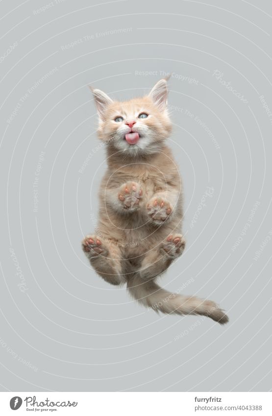 Ansicht von unten niedlichen Ingwer Maine Coon Kätzchen lecken Glas Katze Katzenbaby Unteransicht direkt darunter ausschneiden Textfreiraum vereinzelt