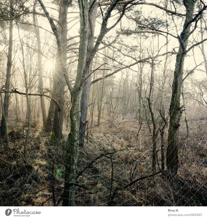 Morgens Natur Landschaft Frühling Nebel Baum Gras Zweige u. Äste Wald natürlich Gefühle Unterholz Quadrat mystisch kahl Wildnis Kunst Gedeckte Farben