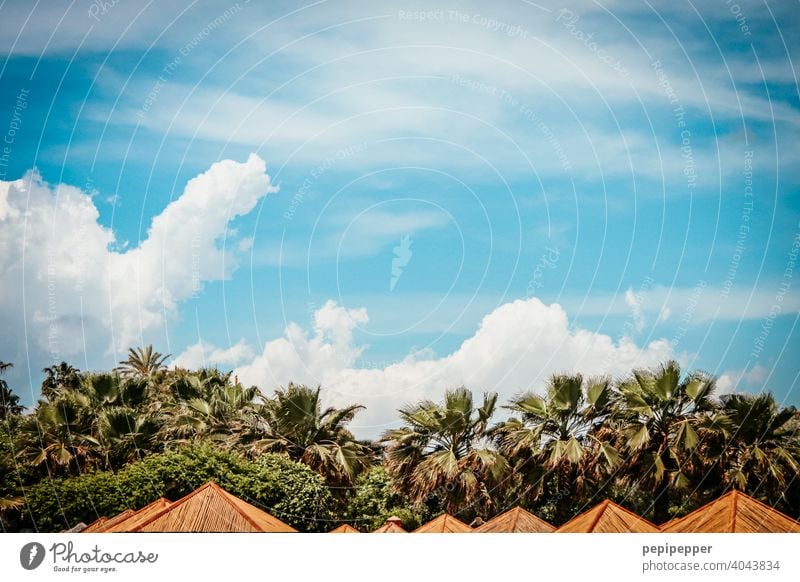 Sonnenschirme unter Palmen Palmenwedel Palmenstrand Palmendach sonnenschutz Außenaufnahme Farbfoto Ferien & Urlaub & Reisen Menschenleer Natur Tag Sommer