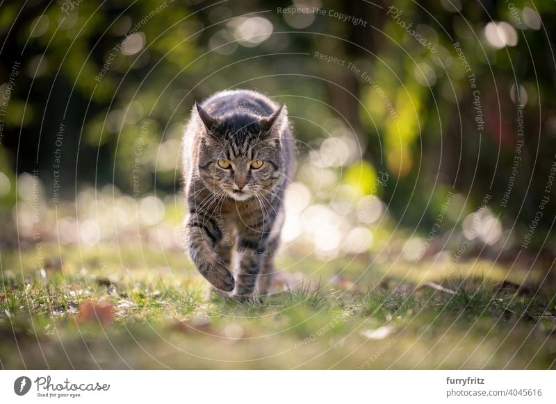 Katze, die in der Natur läuft und bösartig in die Kamera schaut Haustiere katzenhaft Fell Ein Tier im Freien Garten Vorder- oder Hinterhof Rasen Wiese Gras grün