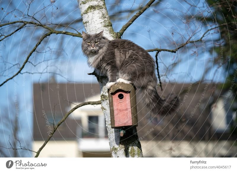 Katze klettert auf Baum sitzt auf Vogelhaus Haustiere katzenhaft Fell fluffig Ein Tier im Freien Garten Vorder- oder Hinterhof Natur Klettern Futterhäuschen