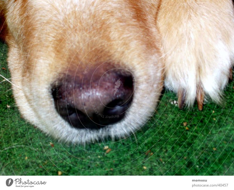 incognito Hund Golden Retriever Schnauze Detailaufnahme Nase