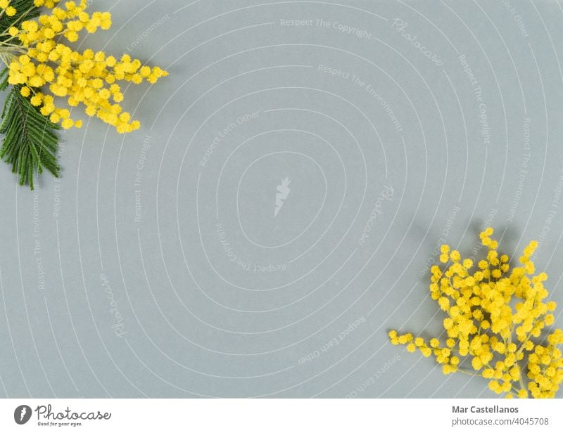 Gelbe Blumen auf grauem Hintergrund. Ansicht von oben. Platz zum Kopieren. Mimose Farbe des Jahres gelb blumig Textfreiraum Draufsicht Akazie Blatt grün