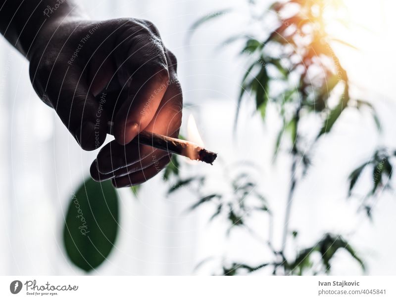 Hand des jungen Mannes hält brennenden Marihuana Joint gegen Cannabis Pflanze Klient Sucht Tabak Missbrauch Problematik Person Rauch Zigarette schlecht