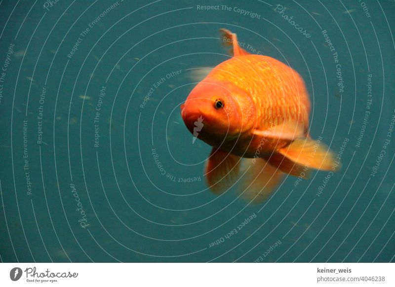 Ein roter Goldfisch auf grünen Hintergrund Fisch Wasser Auge Tier Schmutzwasser Aquarium Schwimmen & Baden orange Farbfoto Teich Koi See Unterwasseraufnahme