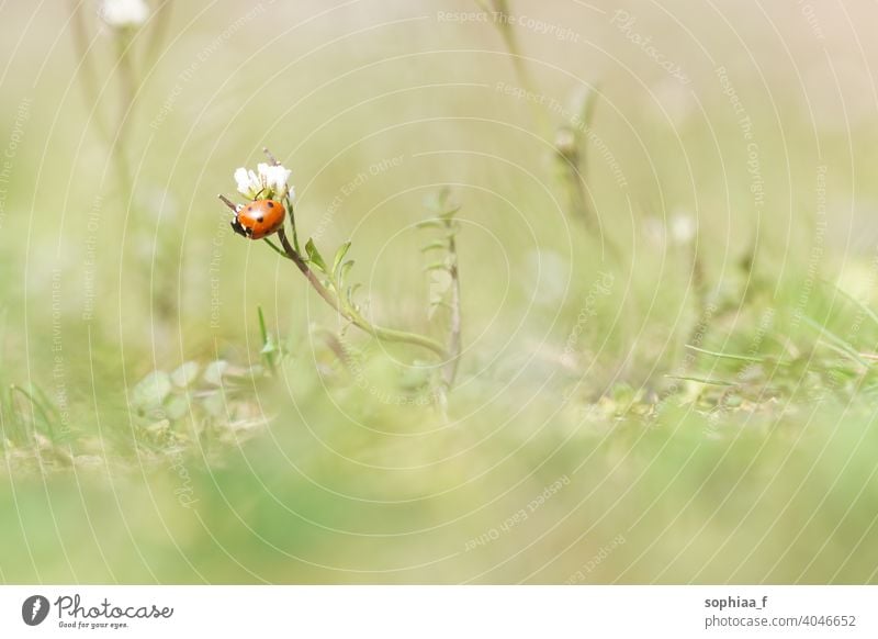 Frühling - Makroaufnahme von Marienkäfer sitzt auf Blume Blütenknospen Wiese Garten Makro-Welt Feld Gras Sonnenlicht Flora Nahaufnahme Käfer Natur Wanze grün