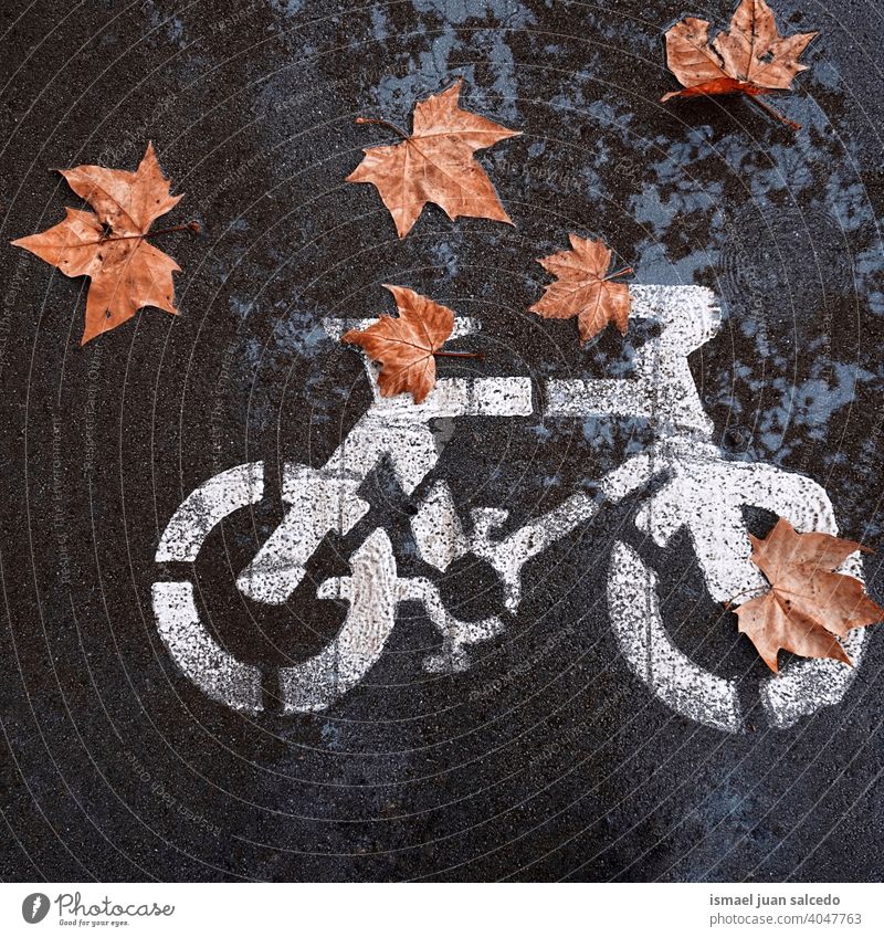 braune Blätter auf dem Fahrrad Verkehrsschild auf der Straße Pfütze Wasser nass reflektiert Reflexion & Spiegelung Ampel Zyklus Fahrradsignal signalisieren