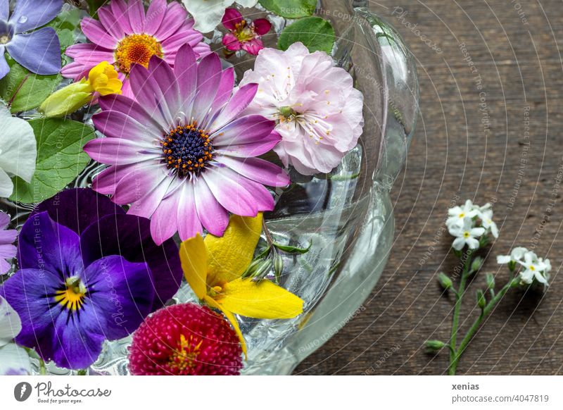 Frühlingsblumen schwimmen dekorativ in einer Glasschale und duften Kapmargerite Blüten Margerite Dekoration & Verzierung Gänseblümchen Mischung rosa weiß lila
