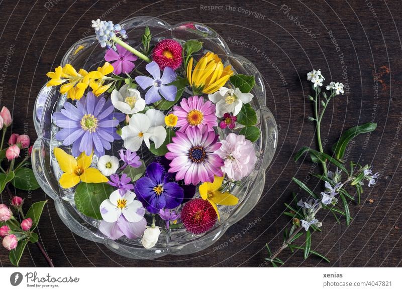 Frühlinghaftes buntes Potpourrie mit Blüten aus dem Garten schwimmt dekorativ und duftend in einer runden Glasschale auf dunklem Holzuntergrund Blumen