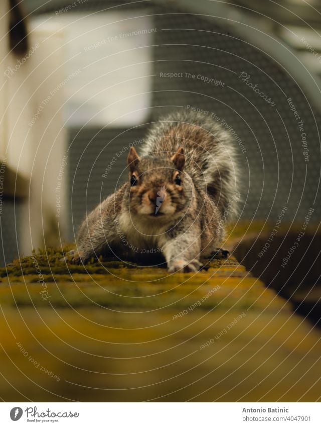 Direktansicht eines lustigen kleinen Eichhörnchens, das auf einer braun bewachsenen, moosbewachsenen Wand auf Sie zugeht. Es streckt eine seiner Pfoten langsam aus, während es die Kamera untersucht