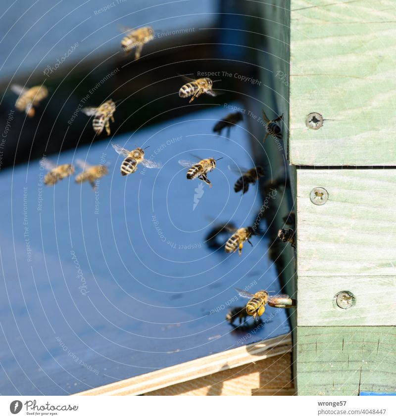 Bienen kommen vom Nektar sammeln zu ihrem Bienenstock zurückgeflogenen Honigbienen Beute Bienenbeute Frühling Sommer Bienenfleiß bienenfleissig emsig Rückflug
