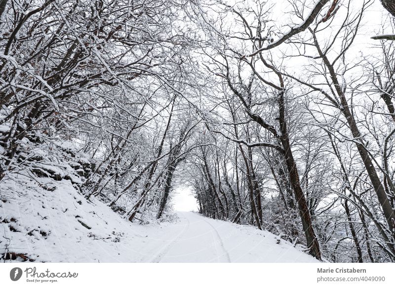 Schneebedeckte Straße, die zum Wald führt ätherisch Wald im Winter Dezember Wintersaison Winterlandschaft schneebedeckt Straße zum Wald keine Menschen kalt