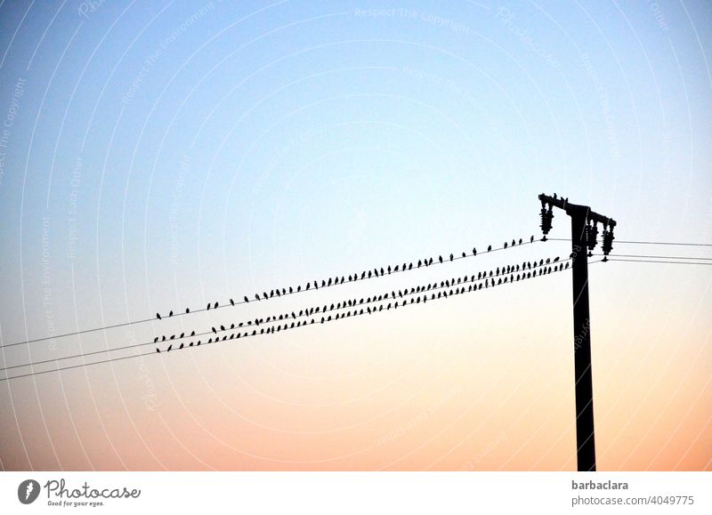 Vögel auf der Leitung Vogelschwarm Stromleitung Sonnenuntergang Abendrot Strommast Umrisslinie