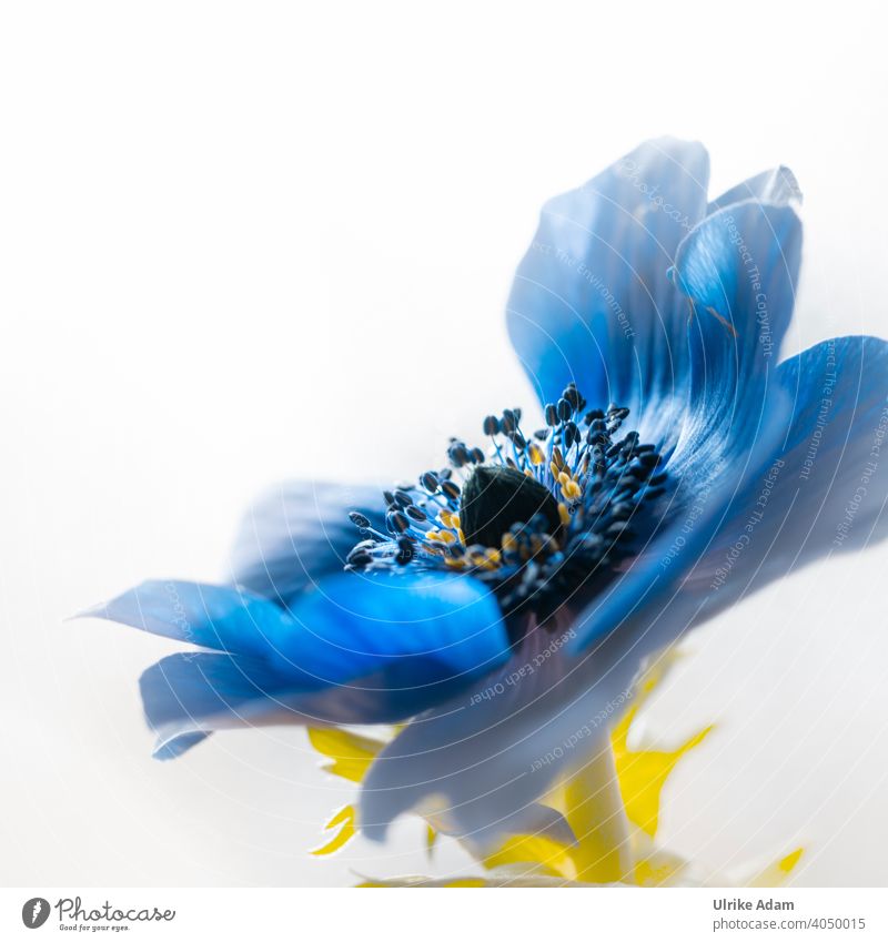 Zarte blaue Blüte der Kronen-Anemone (Anemone coronaria) Makroaufnahme Nahaufnahme Detailaufnahme Textfreiraum oben Freisteller Hintergrund neutral Unschärfe