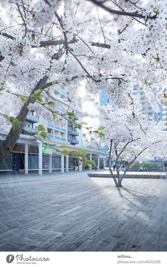 Mandelblüte in der City Frühling blühen Blütenbäume Innenstadt Boulevard Blühend Mandelbaum urban Stadt Einkaufspassage Hochhäuser Kirschblüte Zierkirsche weiß