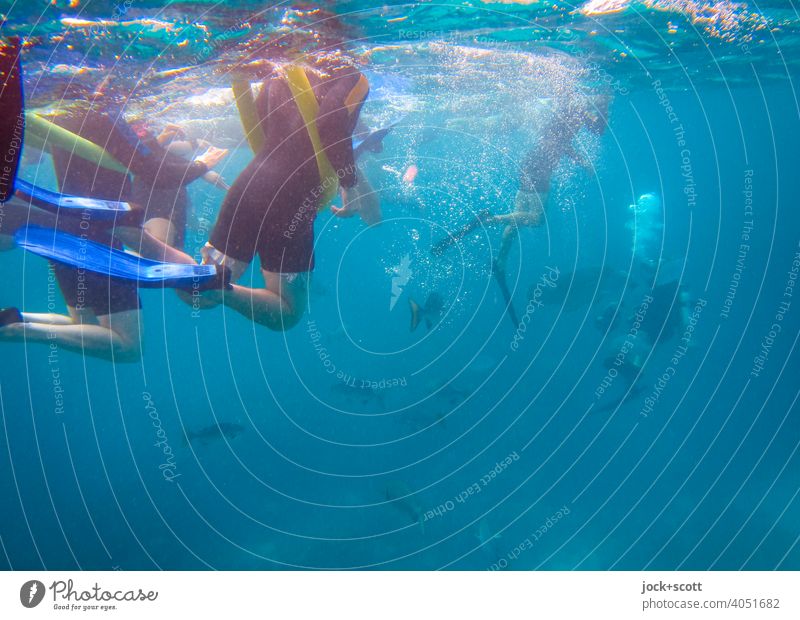 schnorcheln und tauchen im großen Blau Schwimmen & Baden Pazifik Leichtigkeit Unterwasseraufnahme Sonnenlicht Schnorcheln erleben Schnorchler Meer Wassersport
