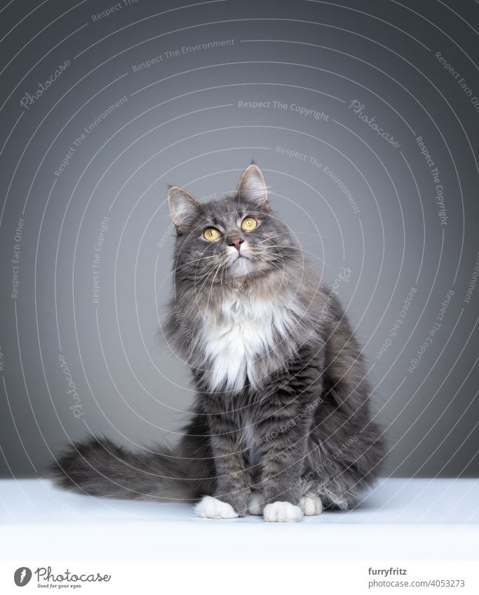 blau gestromte Maine Coon Katze auf grauem Hintergrund mit Kopierraum Ein Tier im Innenbereich Studioaufnahme Textfreiraum fluffig Fell katzenhaft Rassekatze