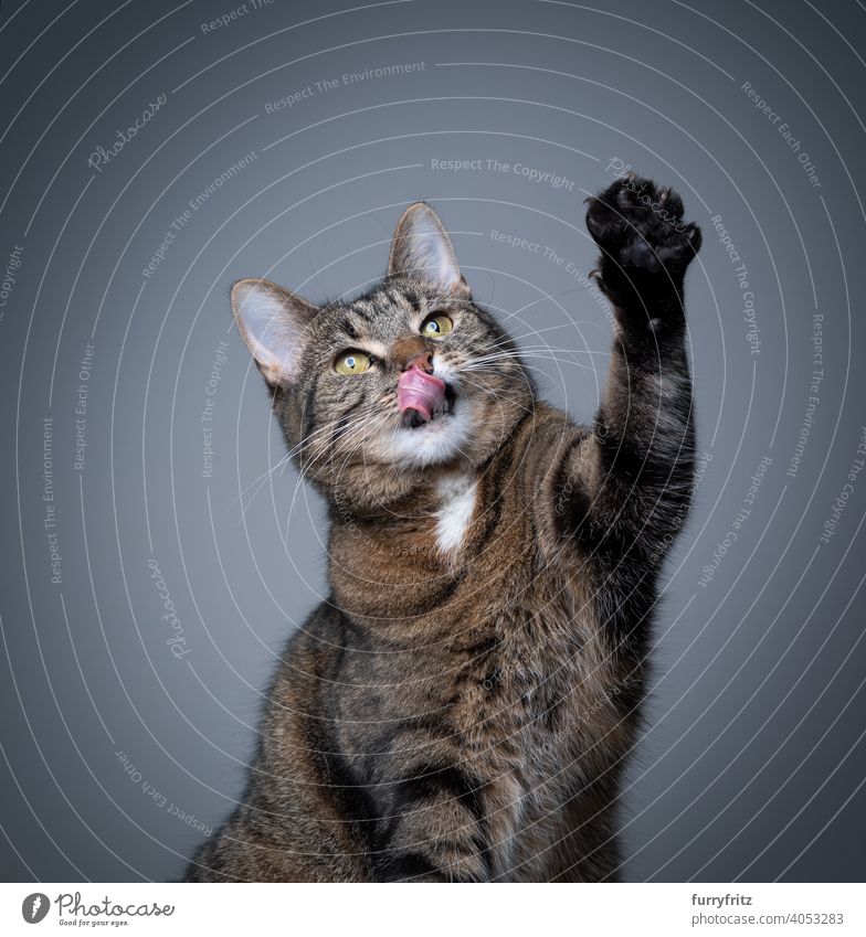 hungrige gestromte Katze hebt Pfote lecken Lippen auf grauem Hintergrund Ein Tier im Innenbereich Studioaufnahme Textfreiraum Fell katzenhaft Haustiere