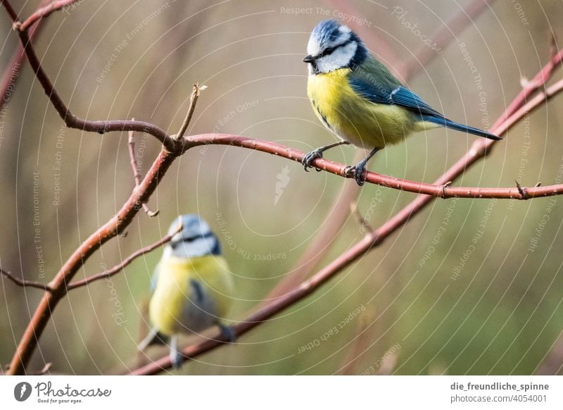 Blaumeisen auf Ast Meise Vogel fliegen gelb Frühling Tier Außenaufnahme Natur blau Feder Garten klein Nahaufnahme Winter Schnabel wild schön Tierwelt Singvogel